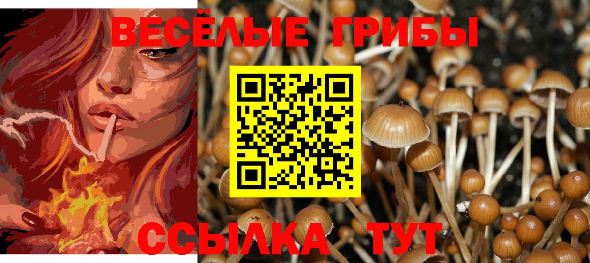 Псилоцибиновые грибы Cubensis Богданович