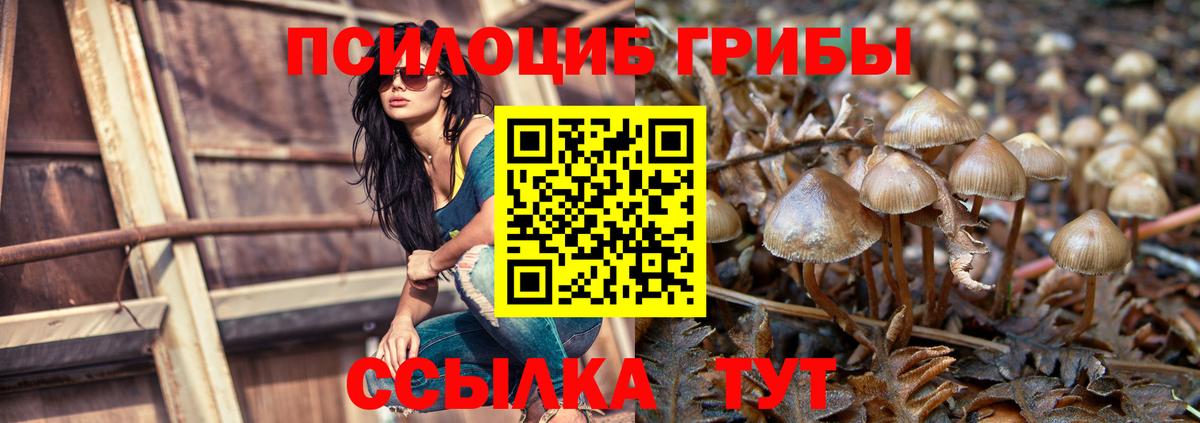 Богданович  Галлюциногенные грибы GOLDEN TEACHER  Вход с VPN 